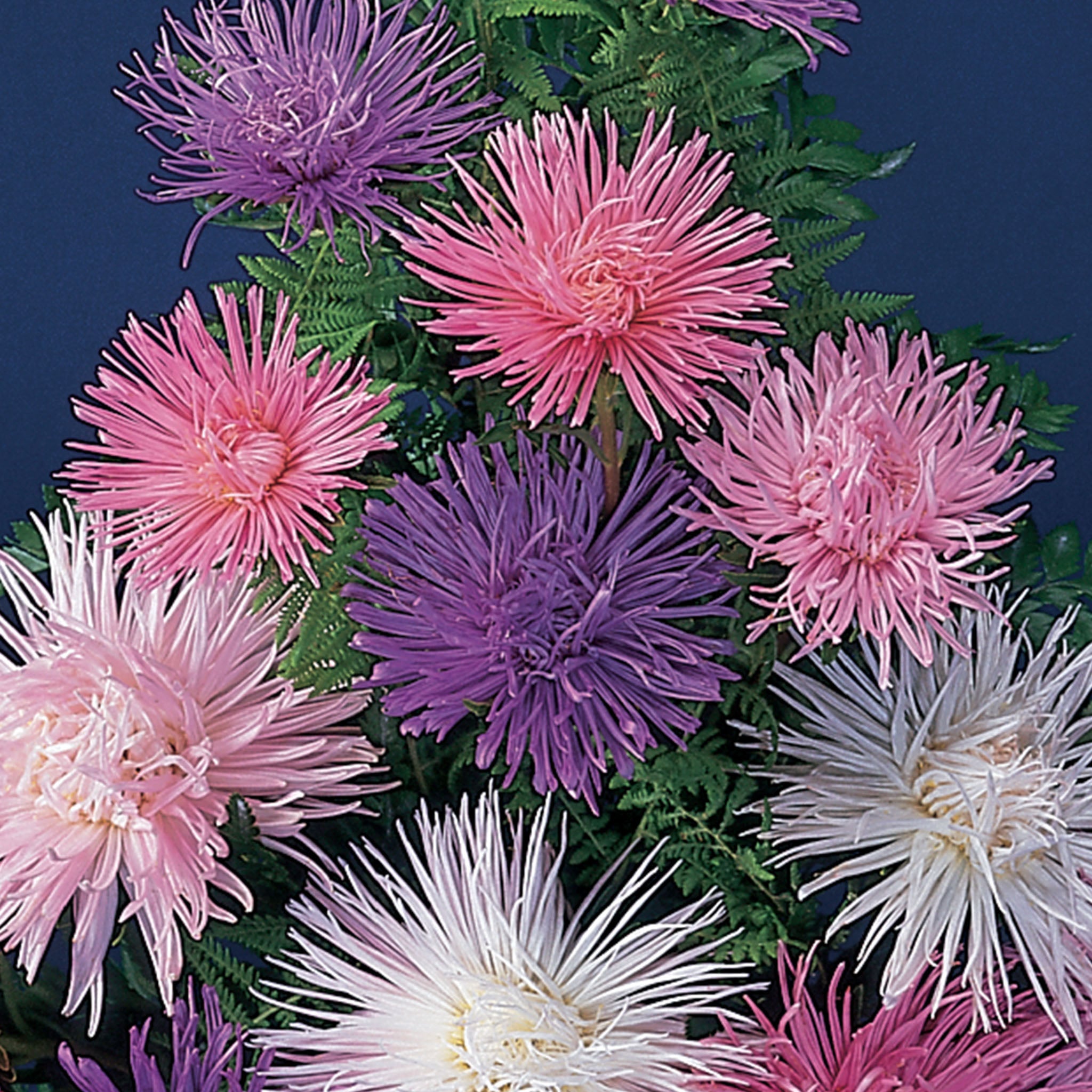 Fireworks Mixed Colors Aster