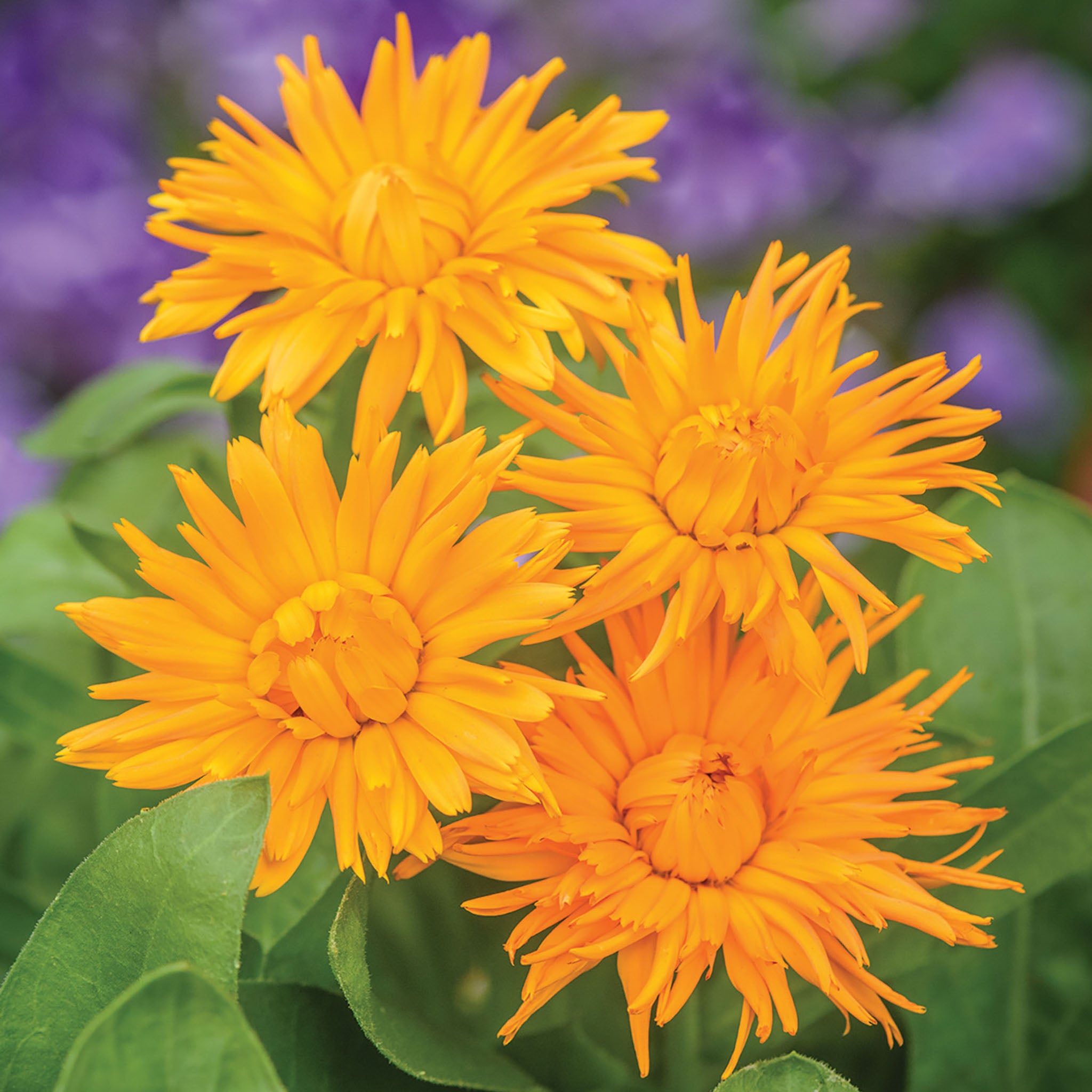 Calexis Orange Calendula