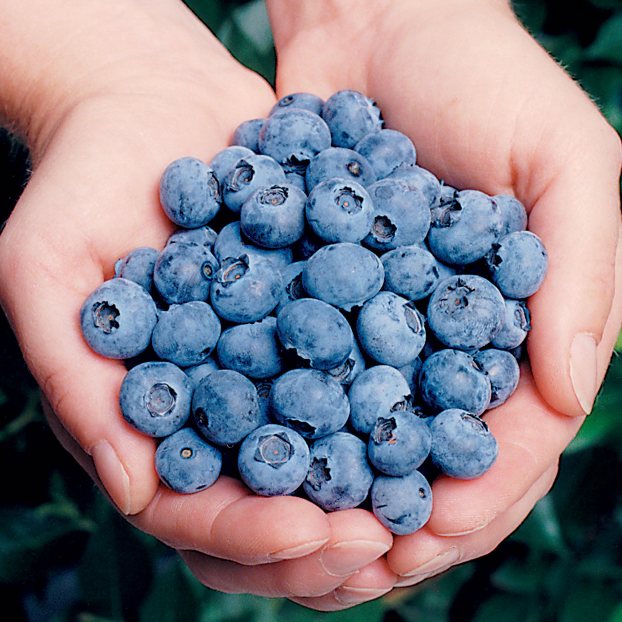 Elliott Blueberry