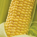 Jaws Corn
