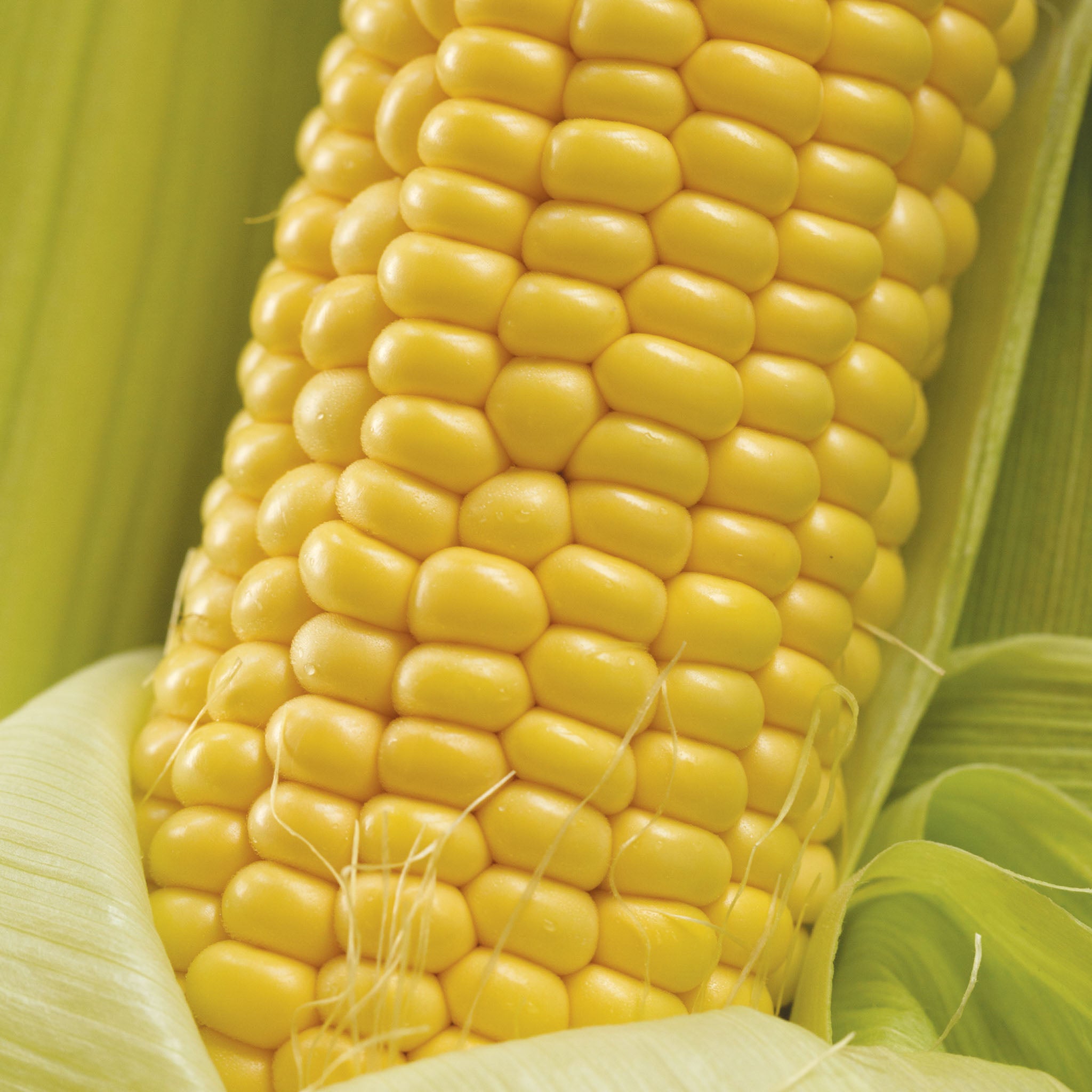 Jaws Corn