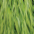 Aureola Hakonechloa