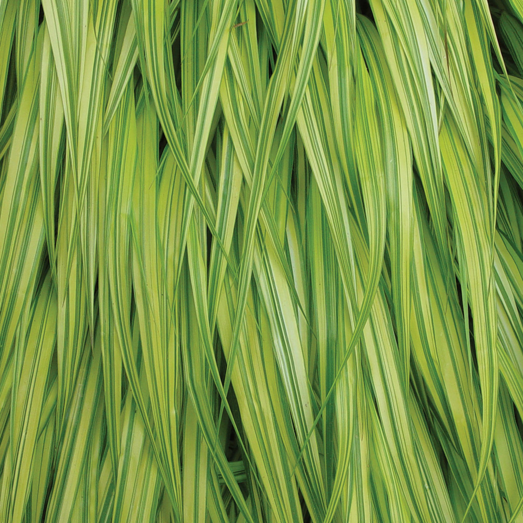 Aureola Hakonechloa