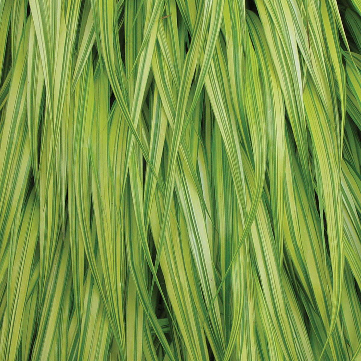 Aureola Hakonechloa