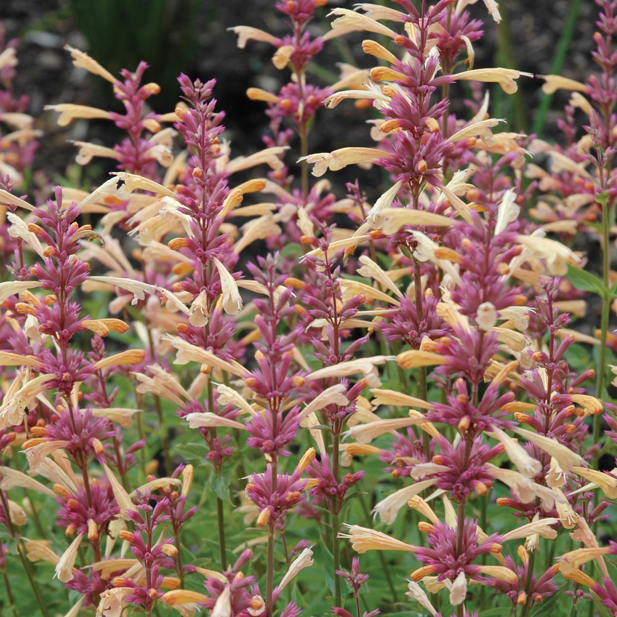 Peachie Keen Agastache