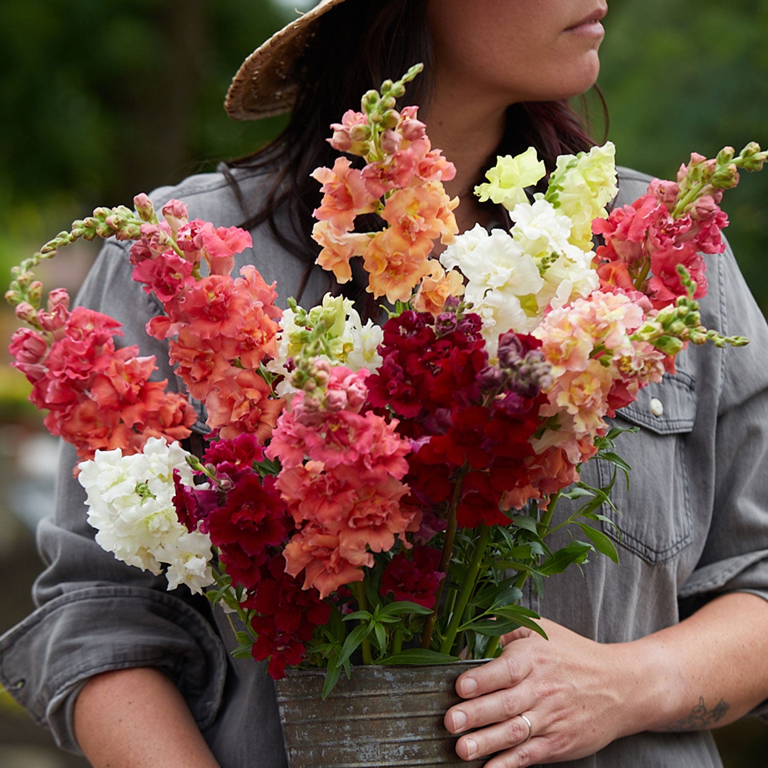 Madame Butterfly Mix Snapdragon