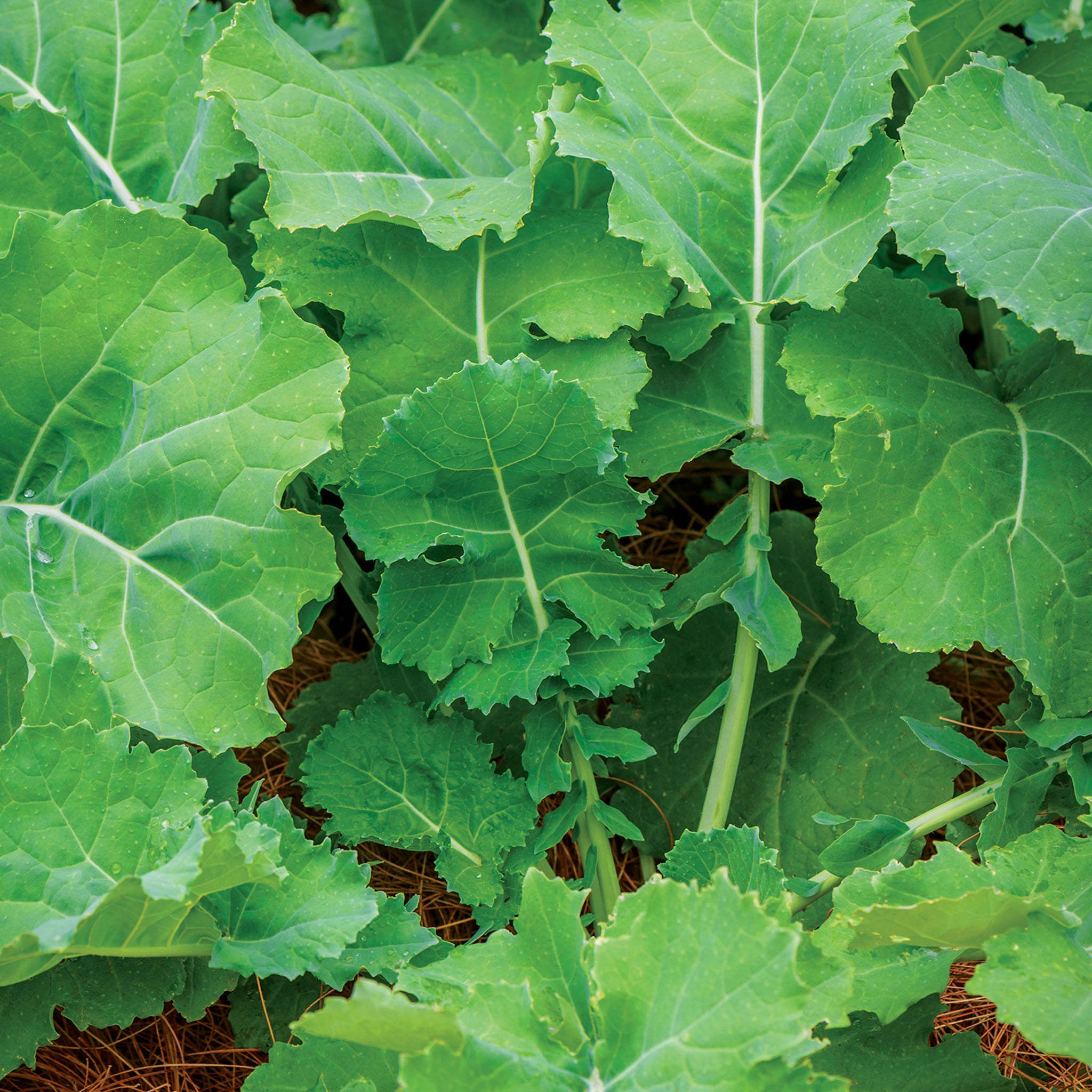 Premier Kale