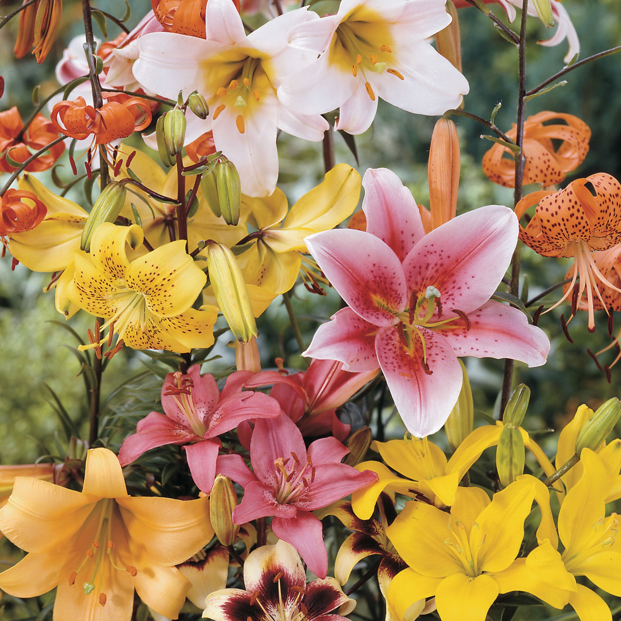 All Summer Mix Lily Bulbs