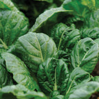 Tatsoi Mustard