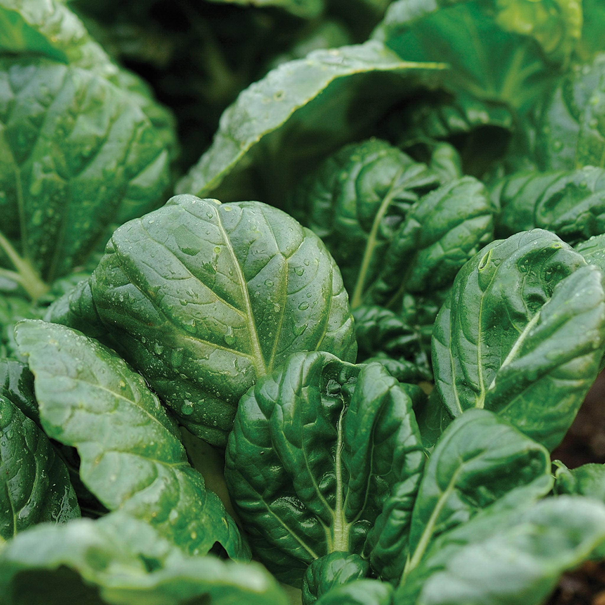 Tatsoi Mustard