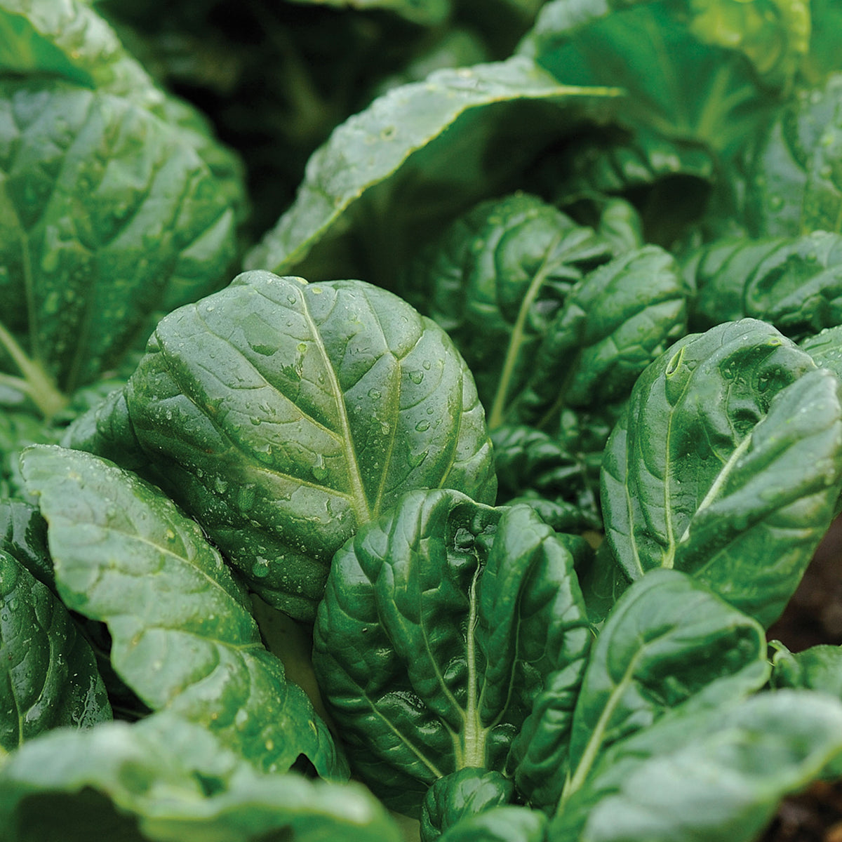 Tatsoi Mustard