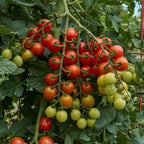 Garden Sown™ Rain Drops Tomato