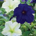 Blueberry Lime Jam Mix Petunia
