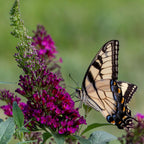 Chrysalis Cranberry Buddleia