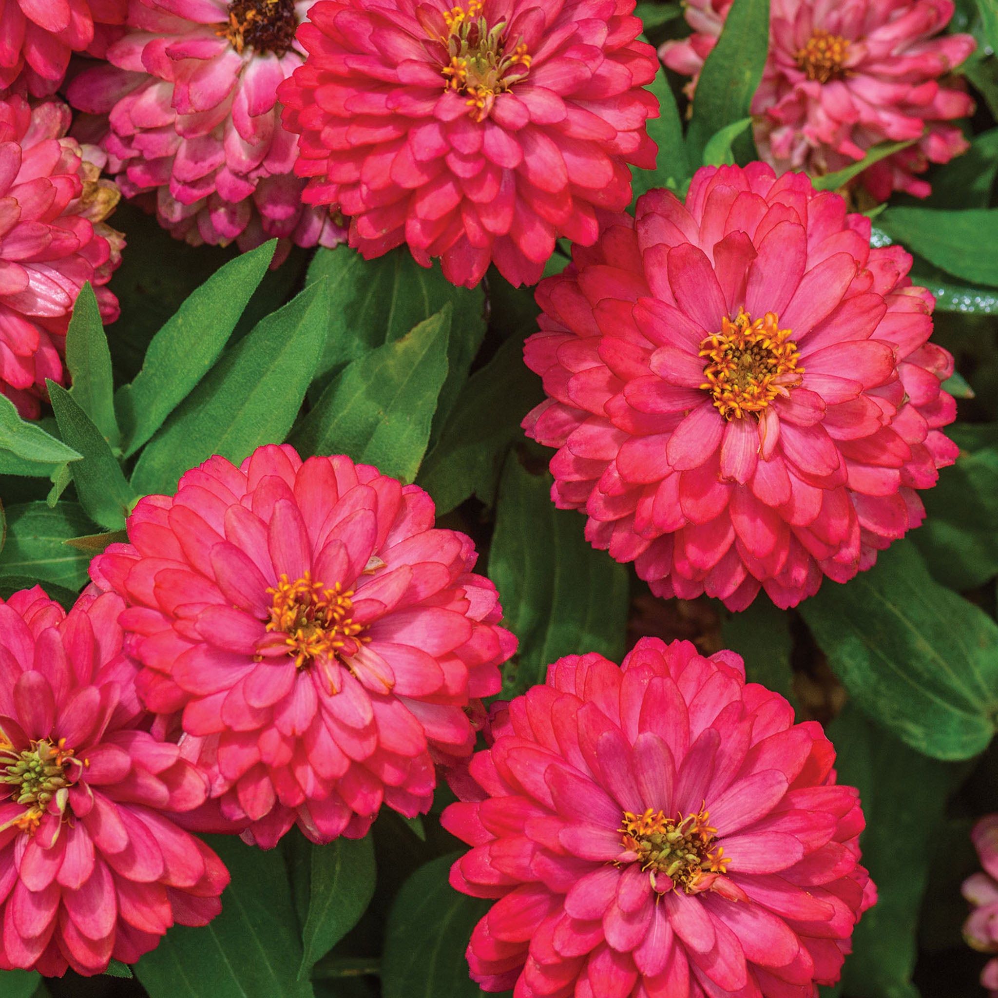 Double Zahara Salmon Zinnia