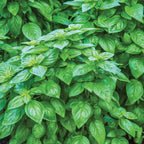 Emerald Towers Basil