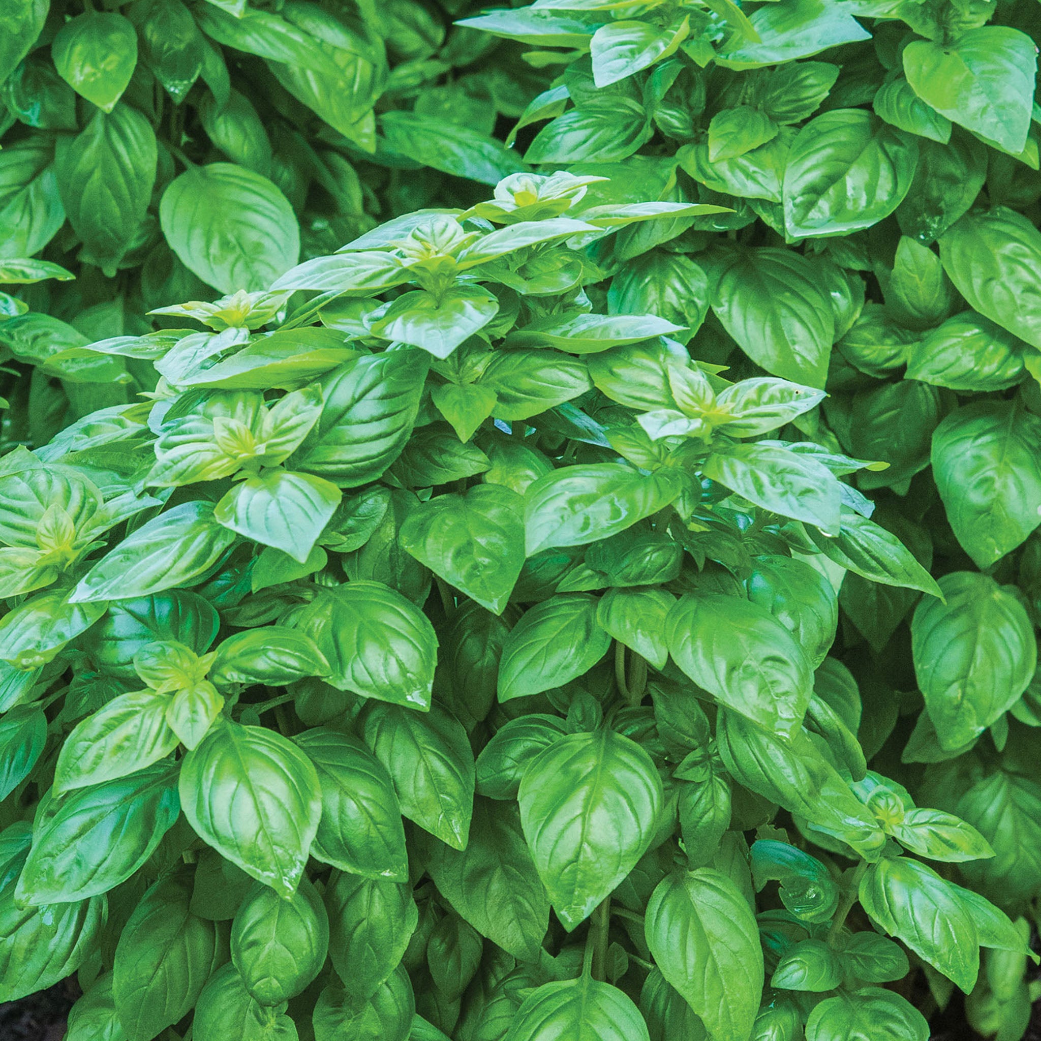 Emerald Towers Basil