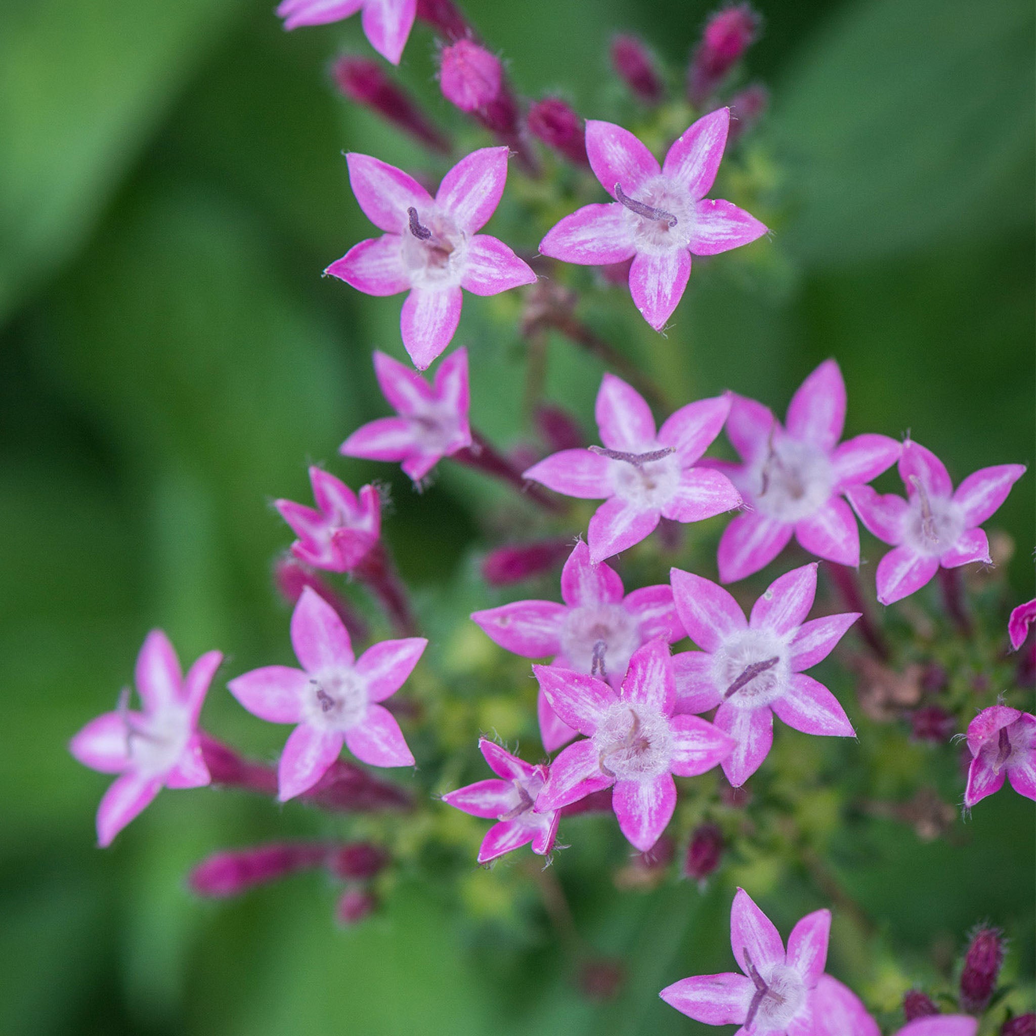 Glitterati Purple Star Pentas