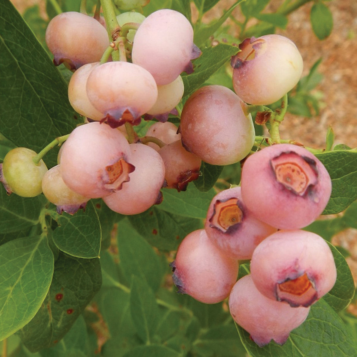 Pink Popcorn Blueberry