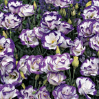 Balboa Blue Rim Lisianthus