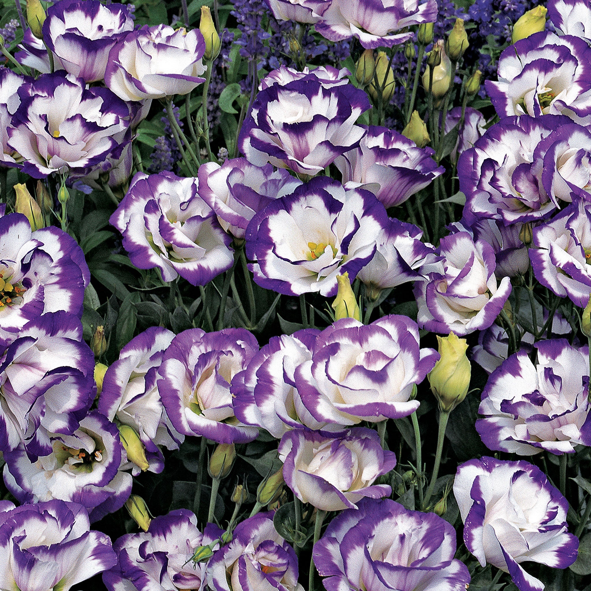 Balboa Blue Rim Lisianthus