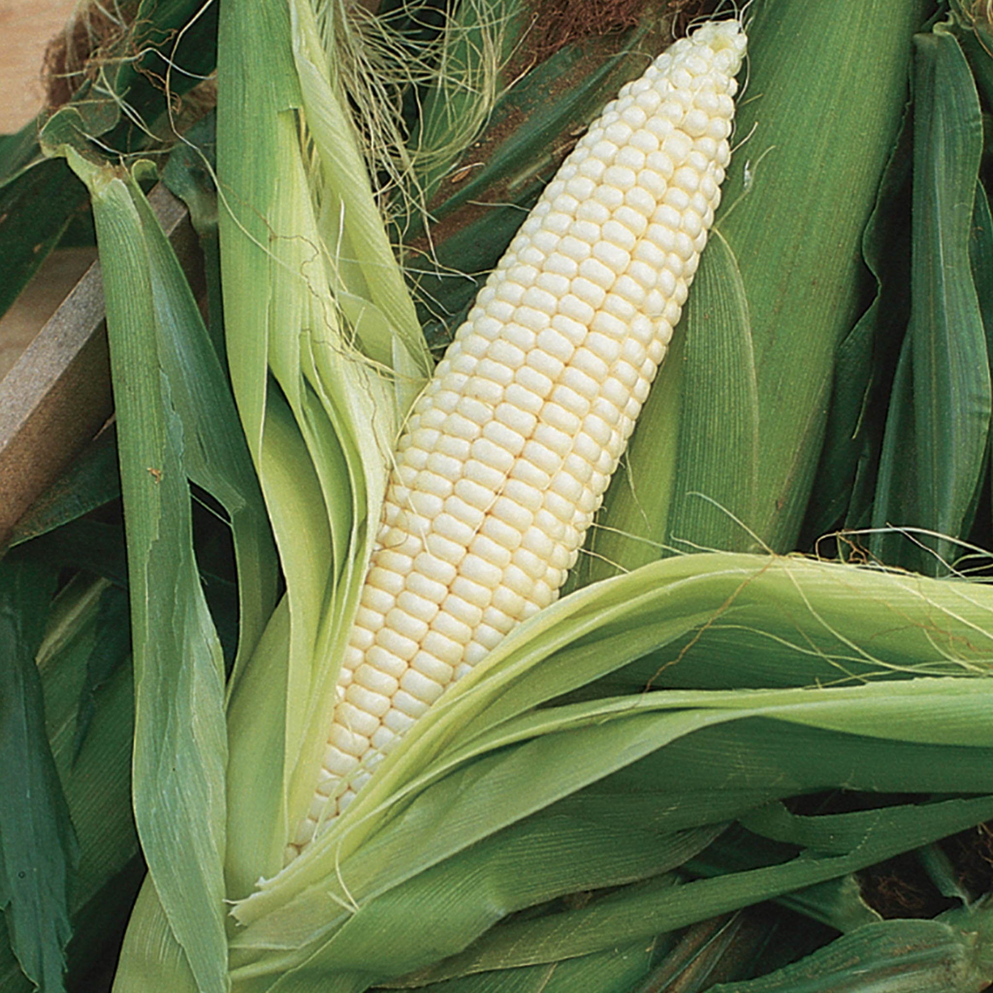 Silver Queen Corn