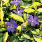 Illumination Vinca
