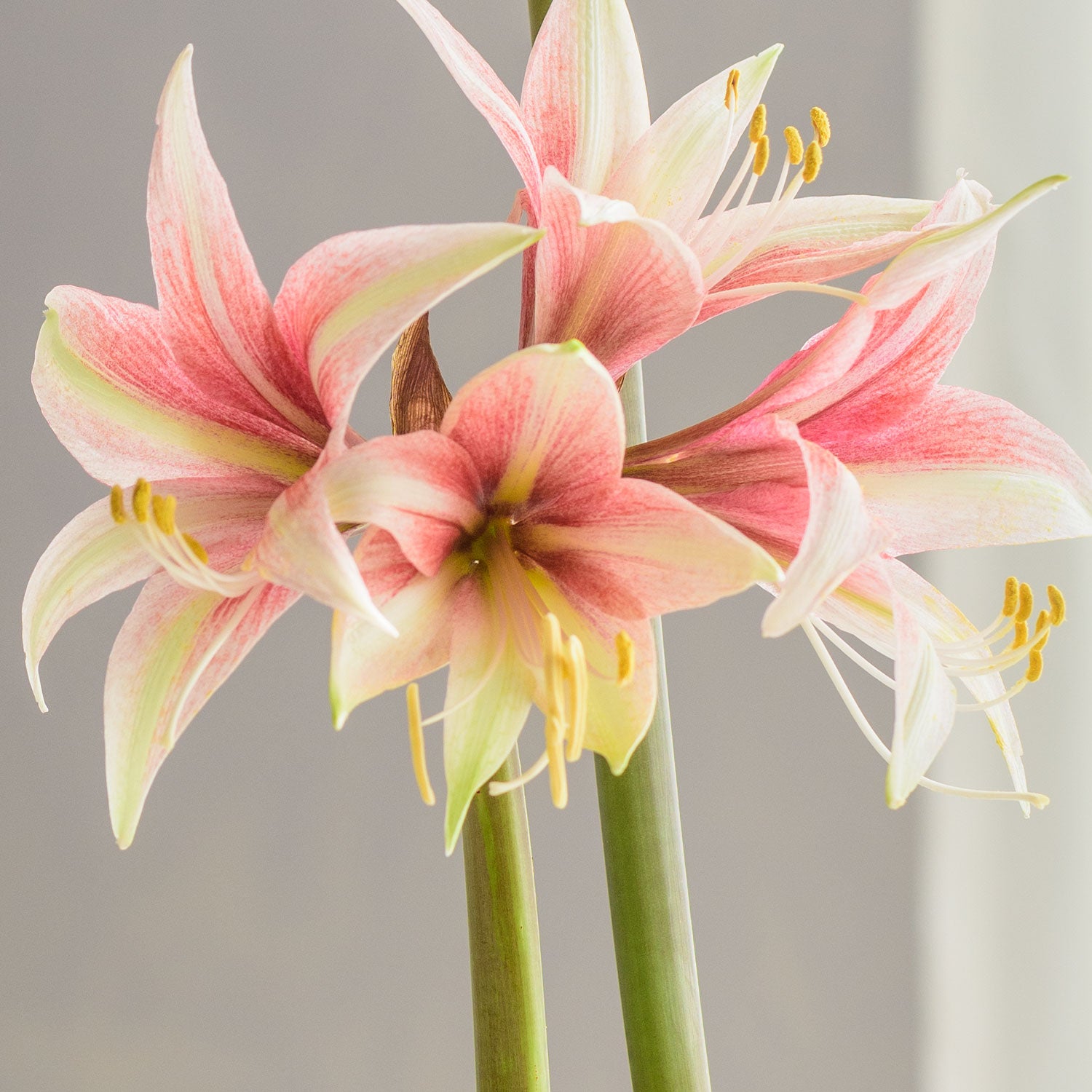 Sweet Lillian Cybister Amaryllis Bulb