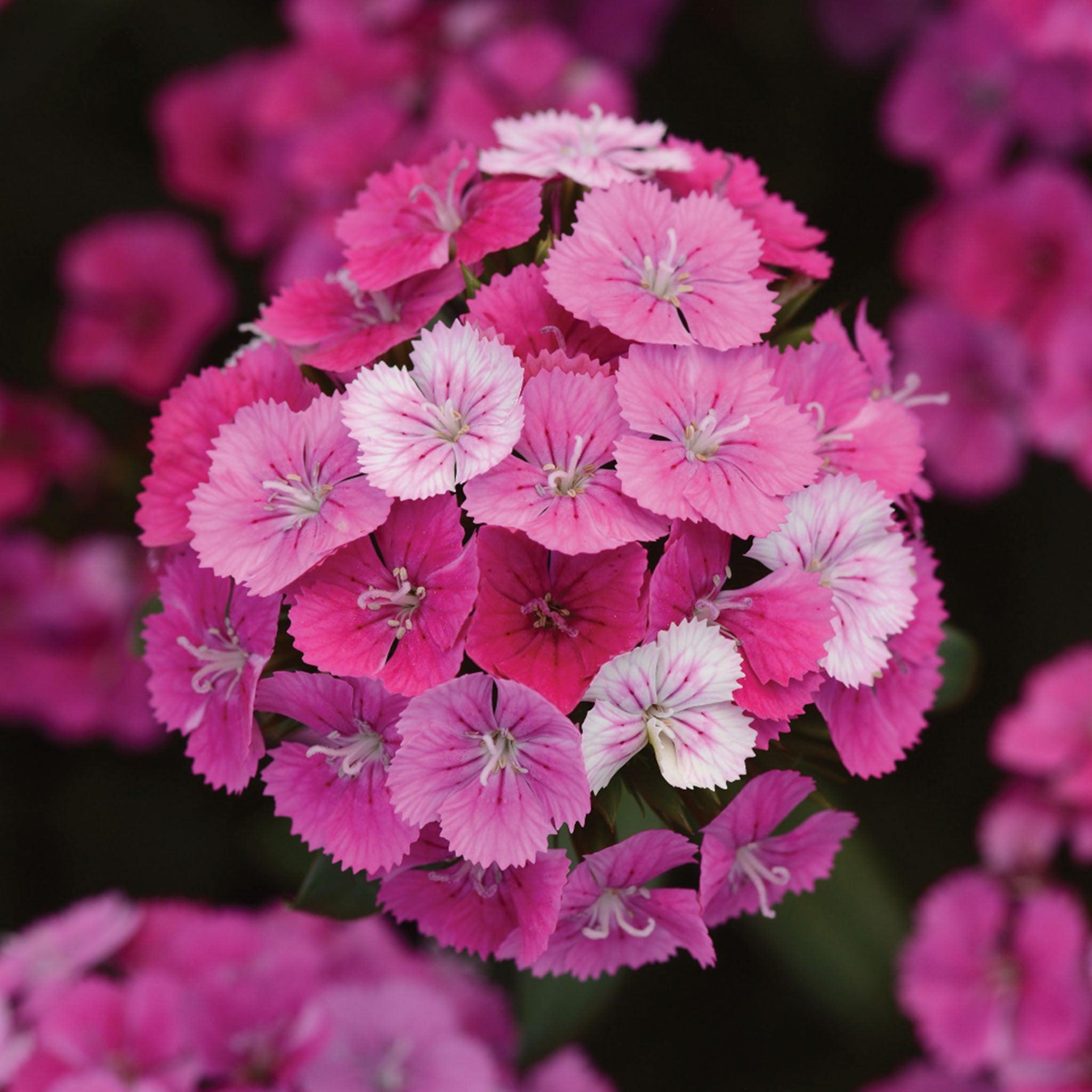 Jolt Pink Magic Dianthus