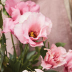 Peppermint Pink Lisianthus