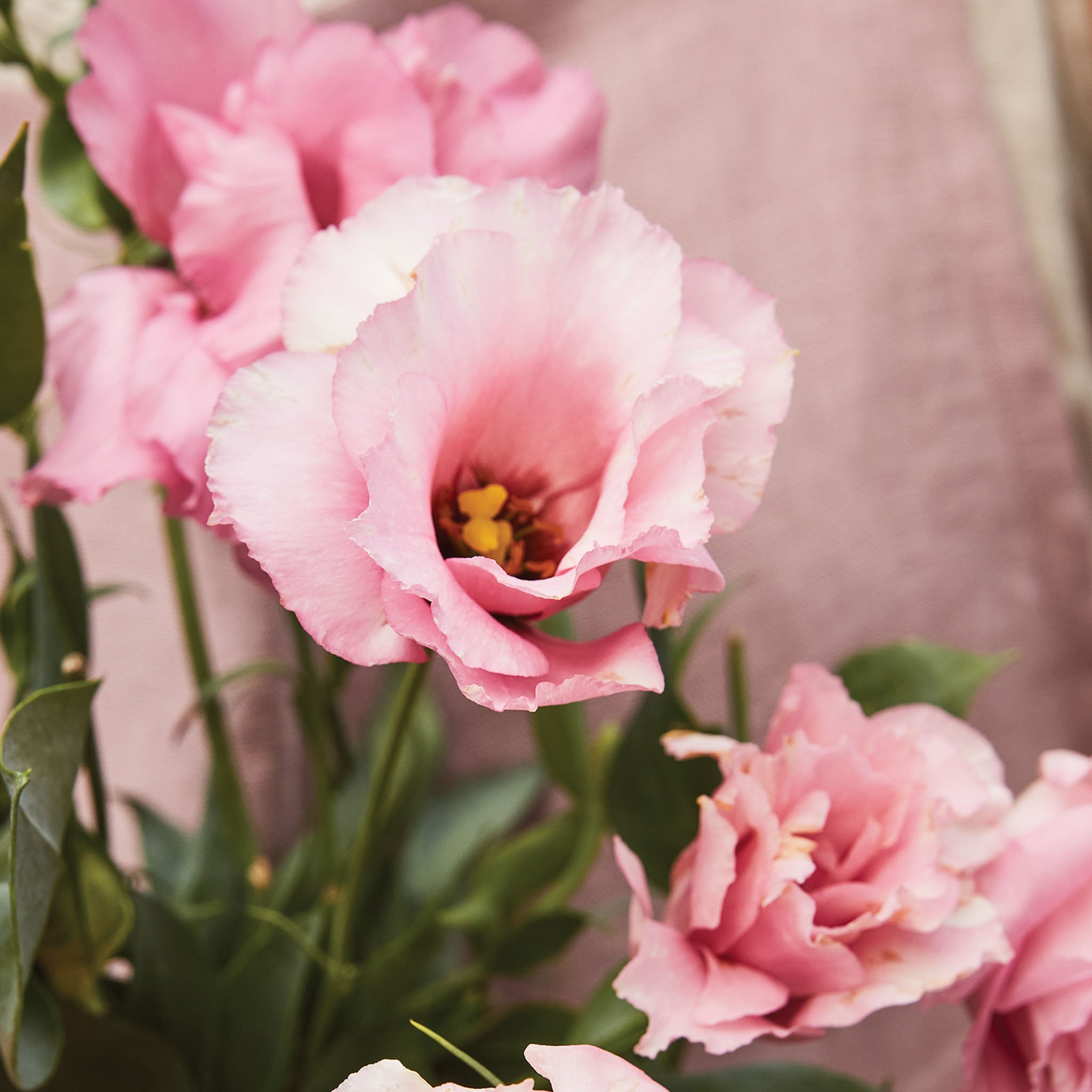 Peppermint Pink Lisianthus