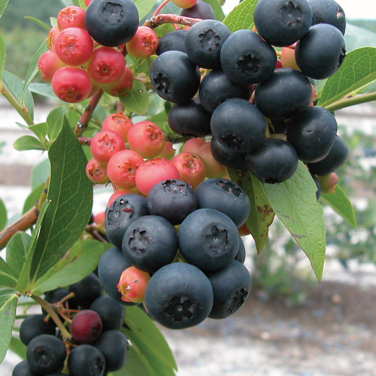 Nocturne Blueberry