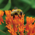 Butterfly Weed Asclepias Tuberosa