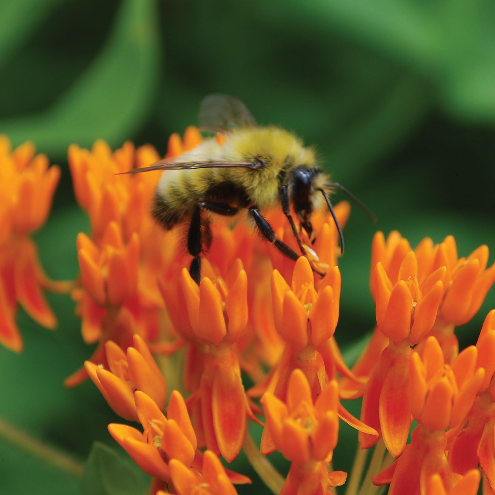 Butterfly Weed Asclepias Tuberosa