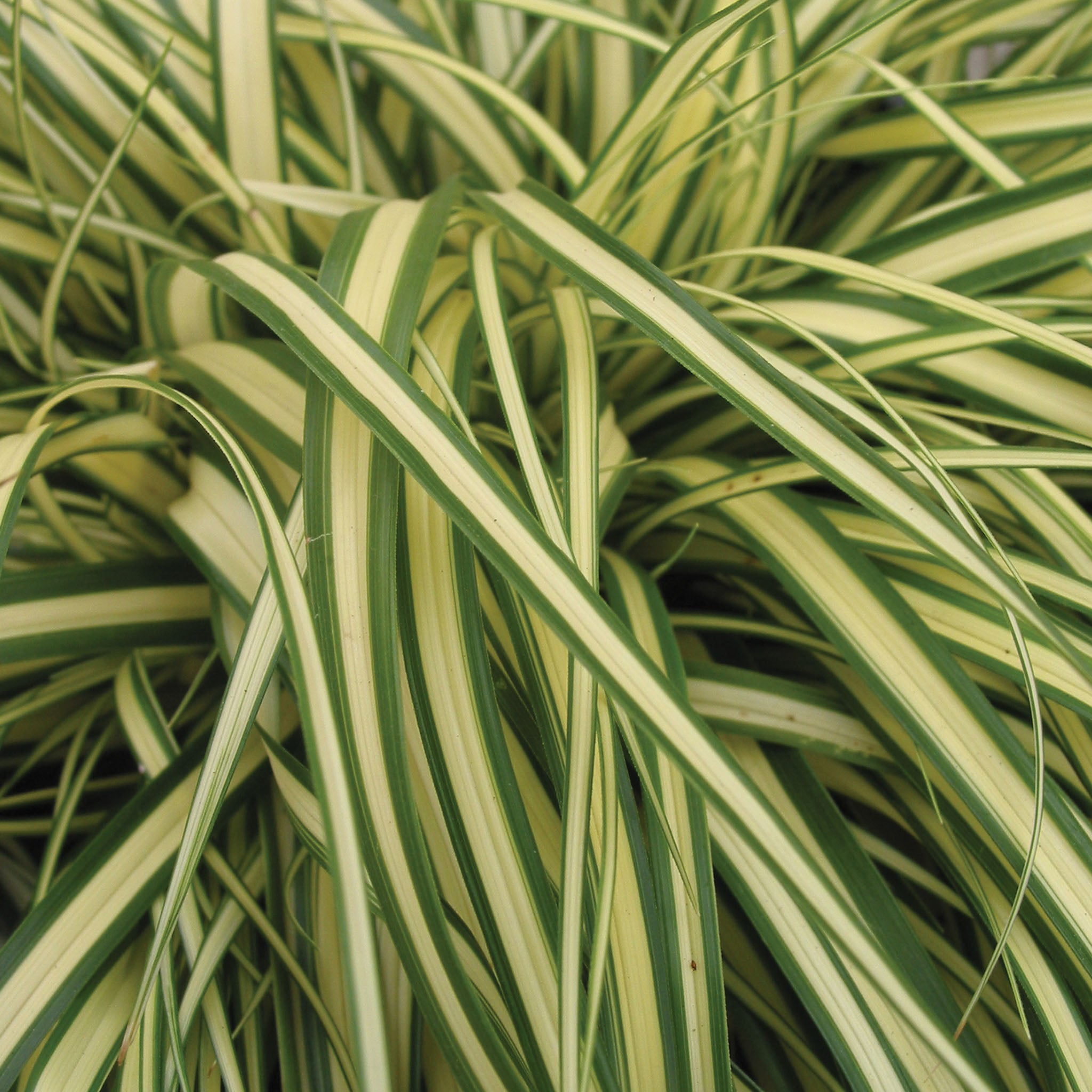 Evergold Carex