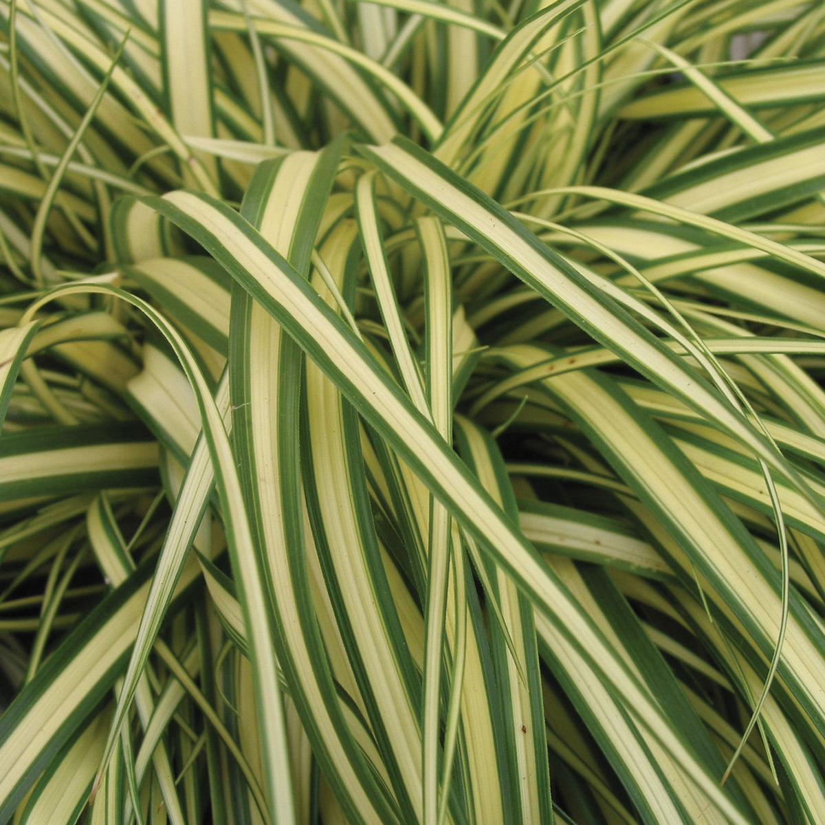 Evergold Carex