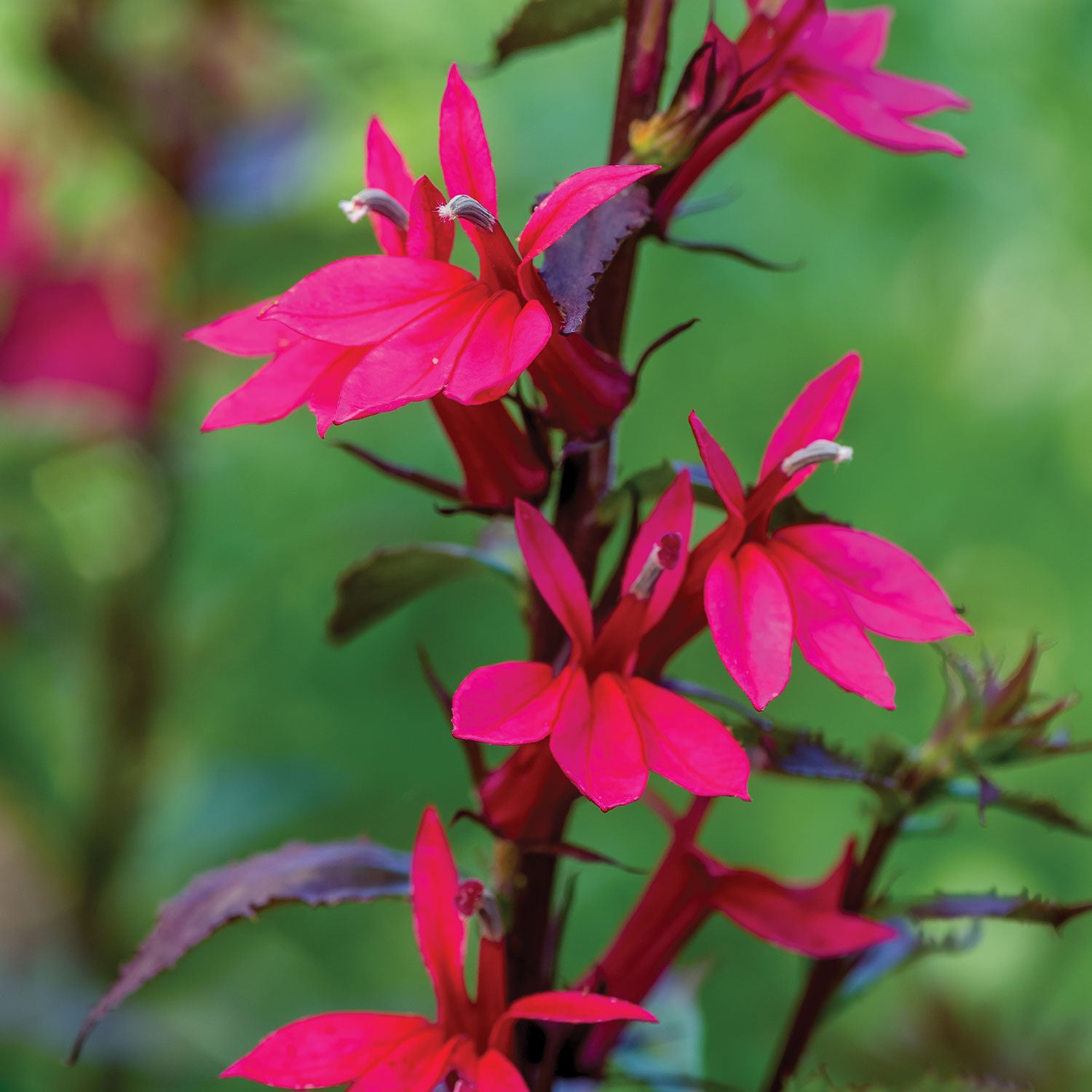 Starship Deep Rose Lobelia Speciosa