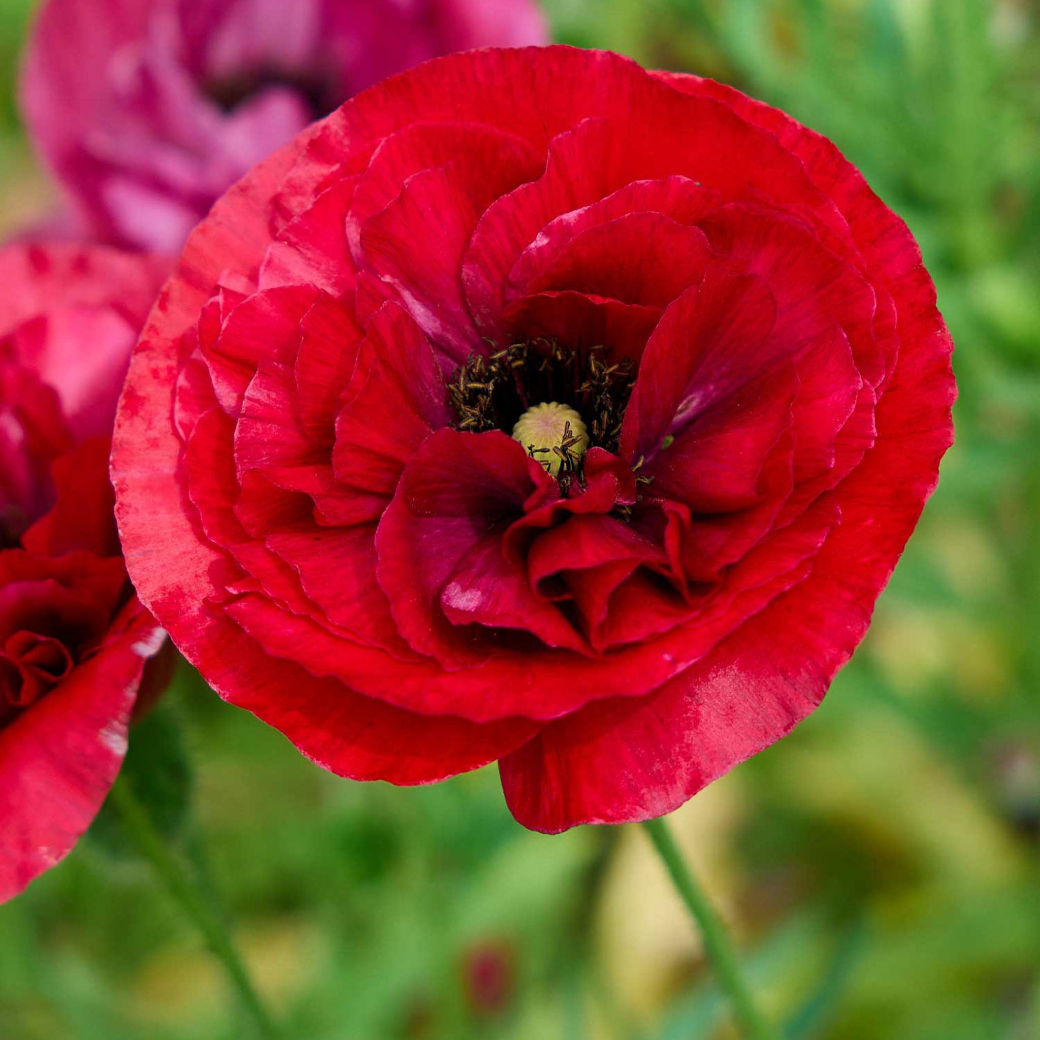 Brilliant Red (Oriental) Poppy