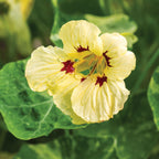 Troika Cream Nasturtium