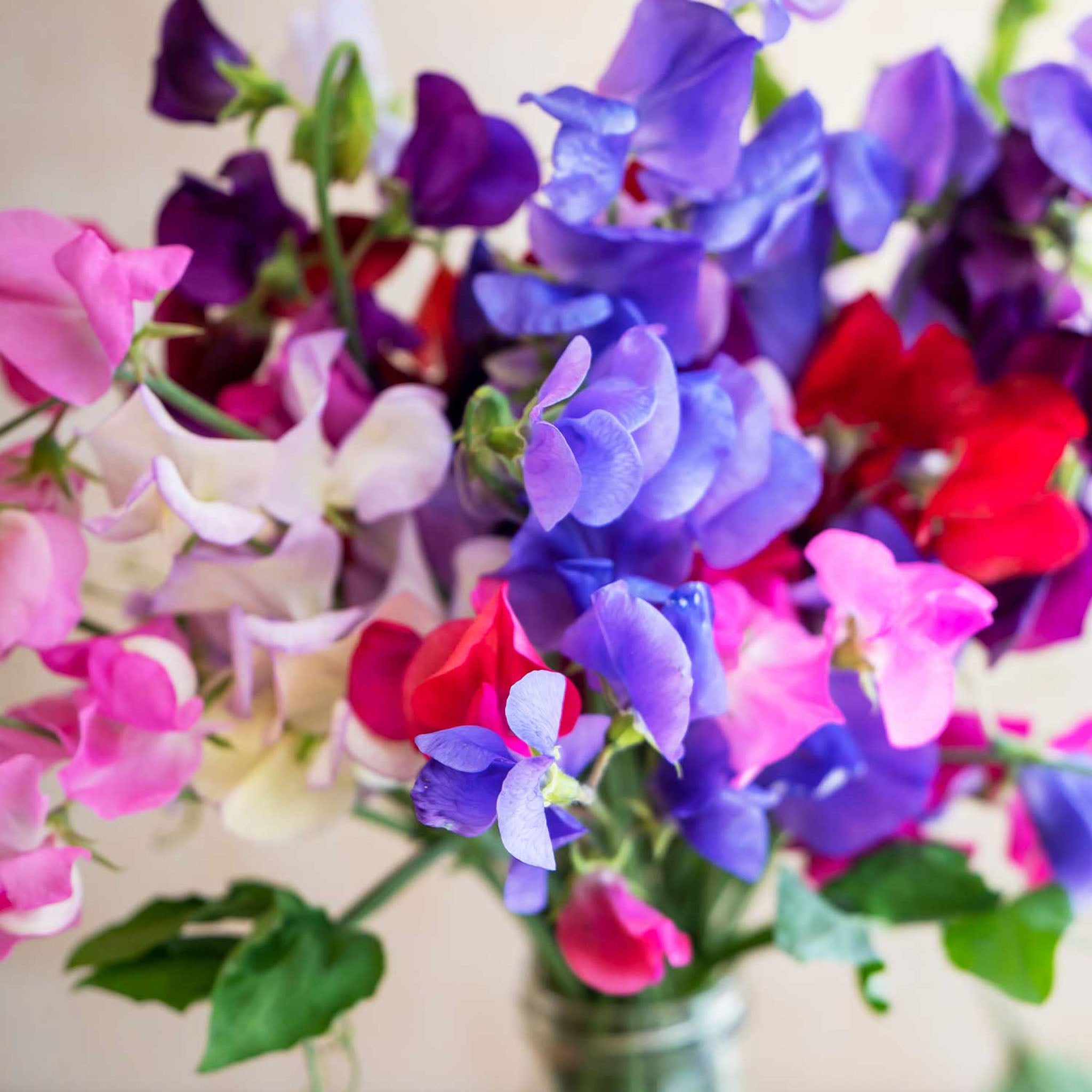 Sweet Dreams Mix Sweet Pea