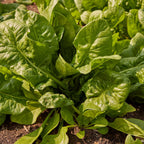 Space Spinach