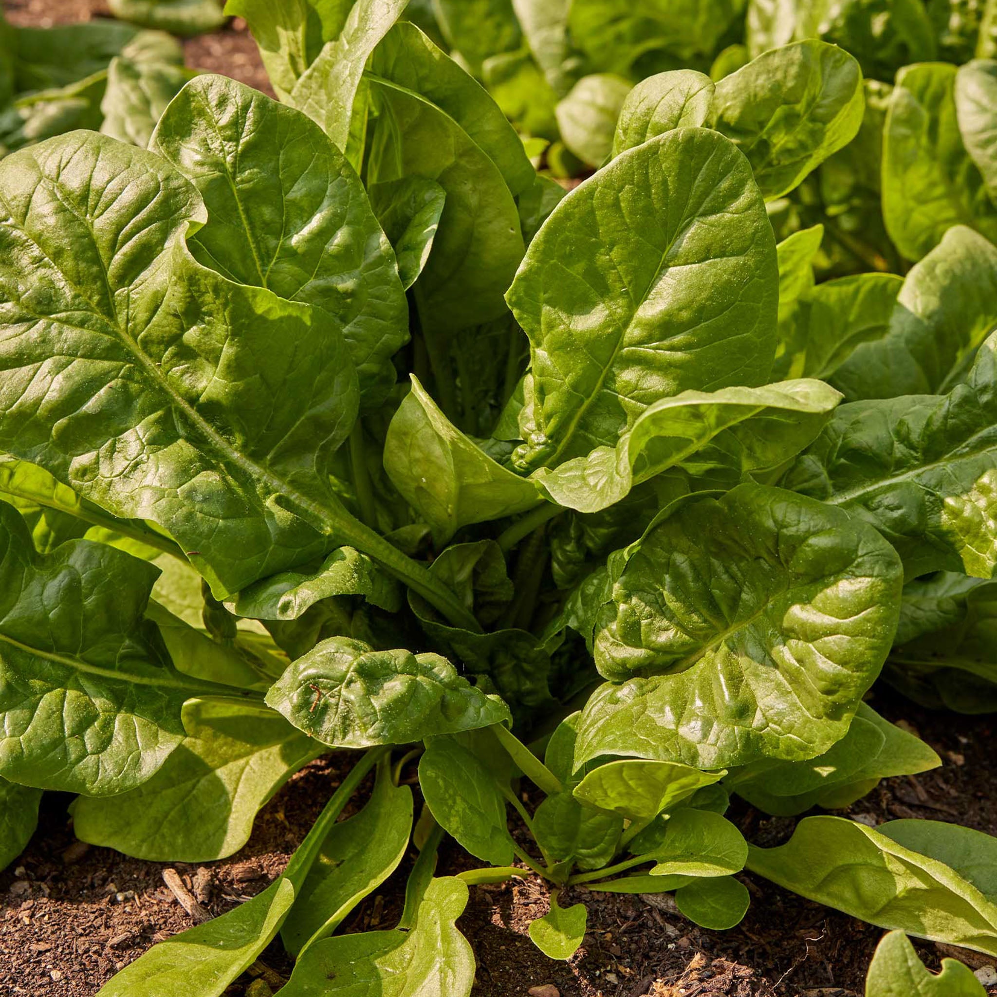 Space Spinach