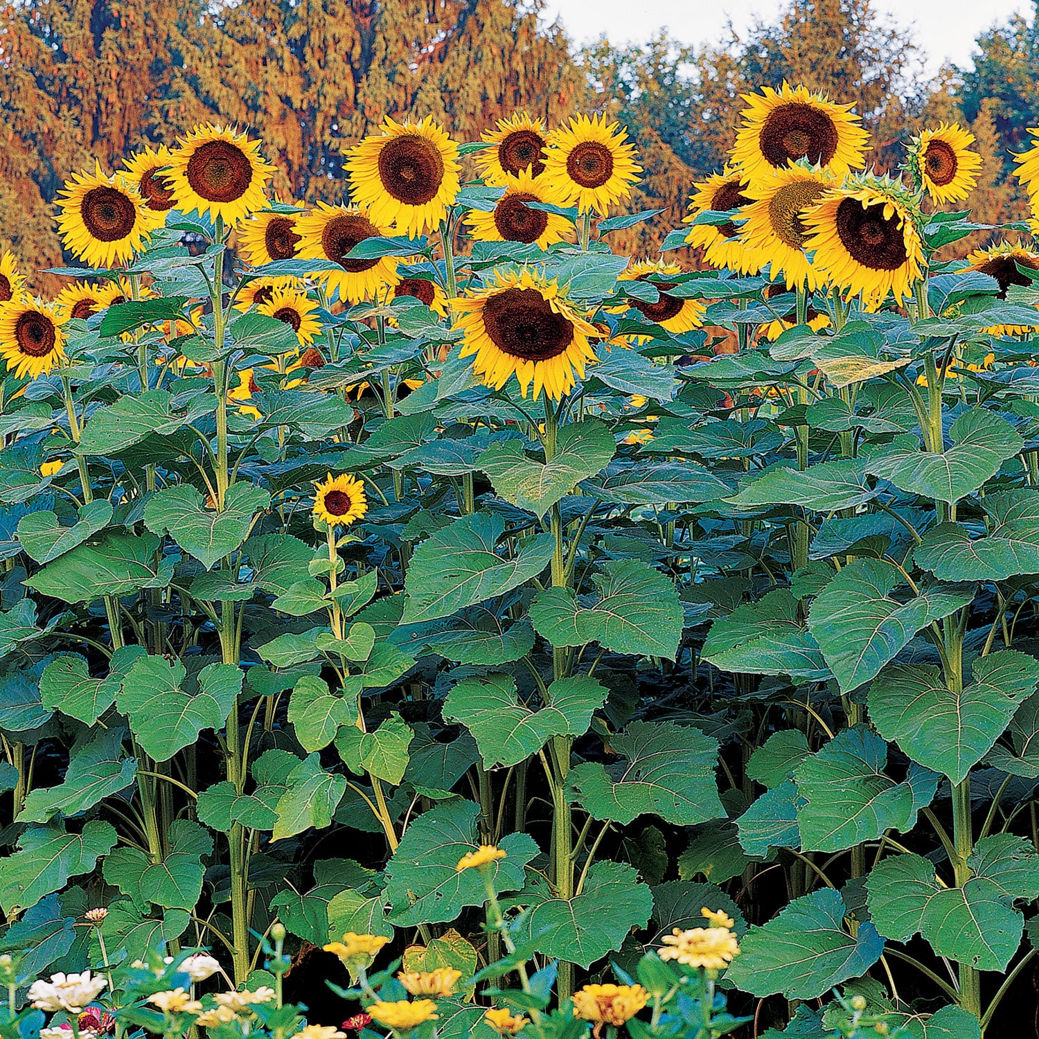 Sunforest Mix Sunflower