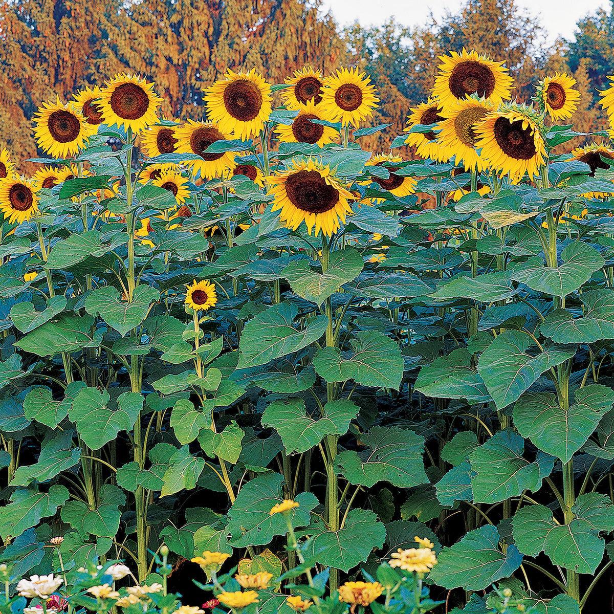 Sunforest Mix Sunflower