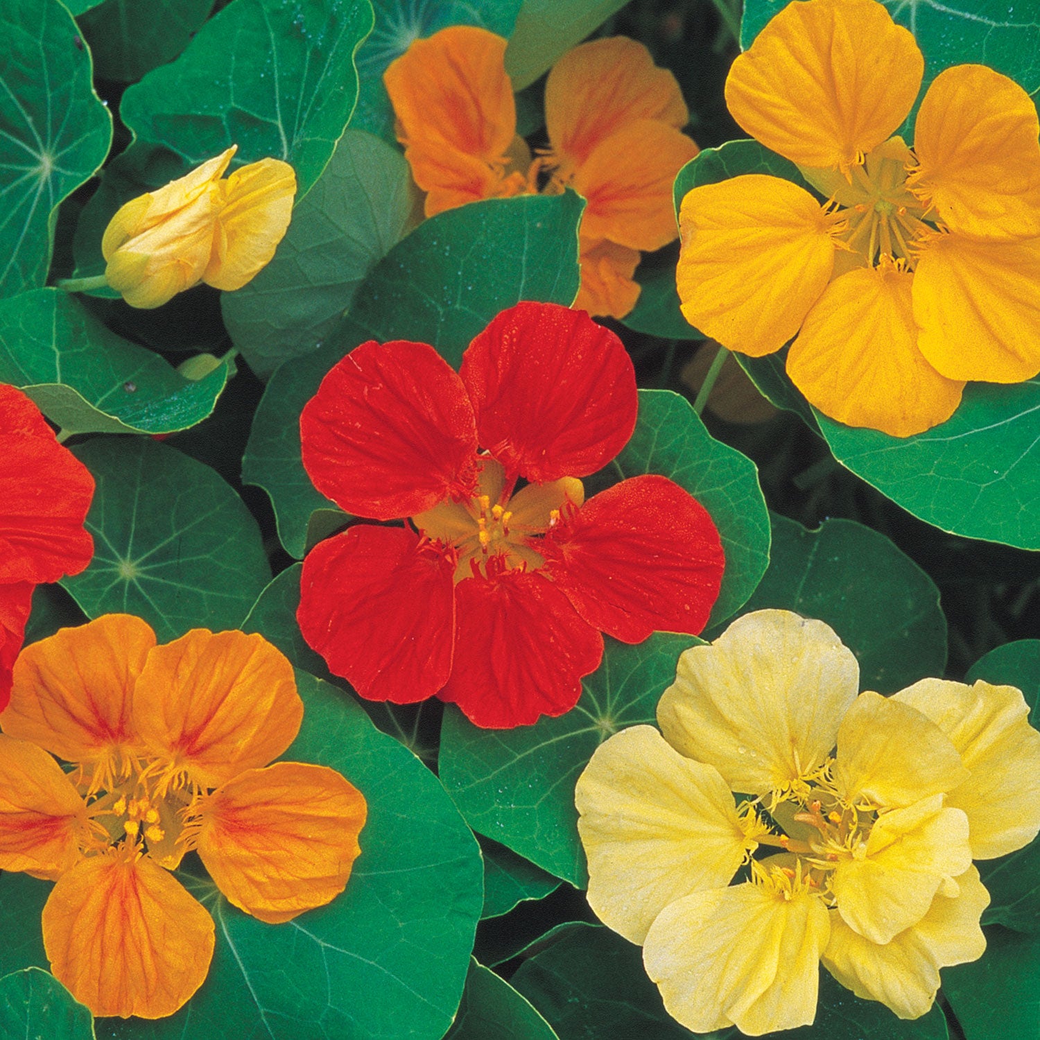 Cooks Custom Mix Nasturtium