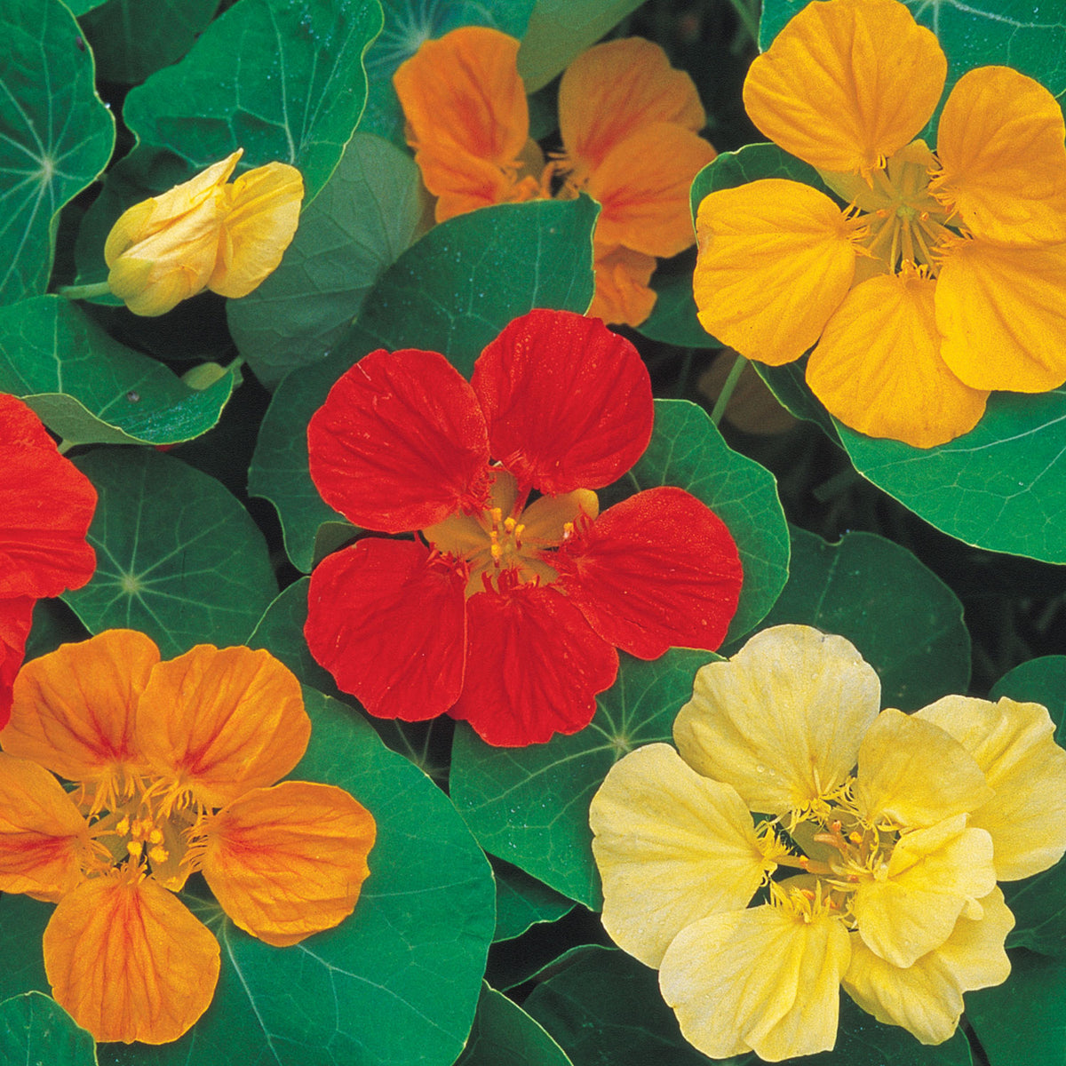 Cooks Custom Mix Nasturtium