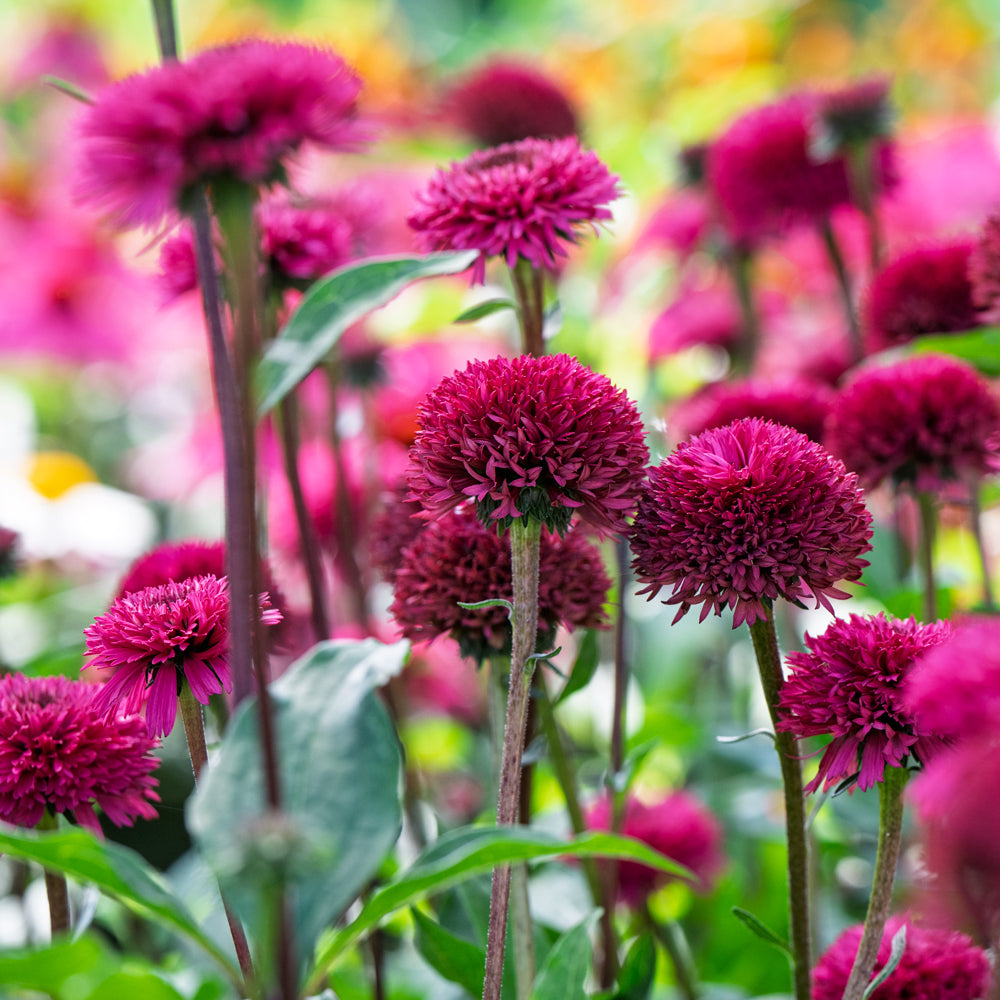Blackberry Truffle Echinacea Bare Root