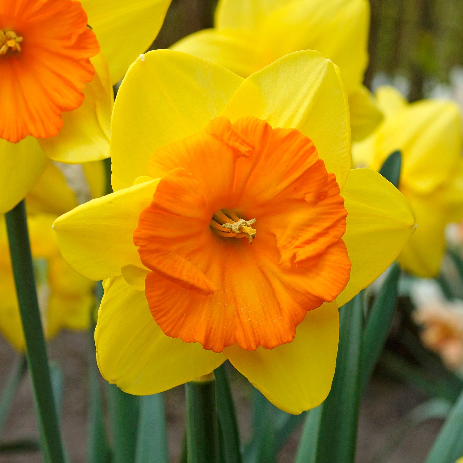 Daffodil, Pride of Lions