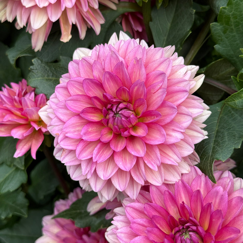 Karma Caroline Dahlia