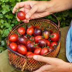Two Tasty Tomato